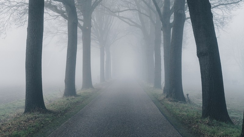 nature, landscape, trees, mist, road