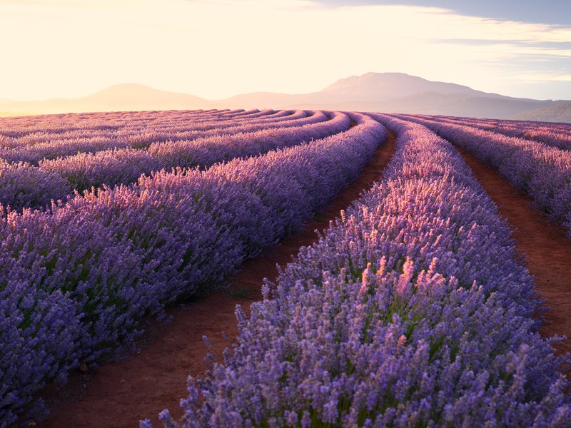 landscape, lavender, flowers, spring, purple background, mountains