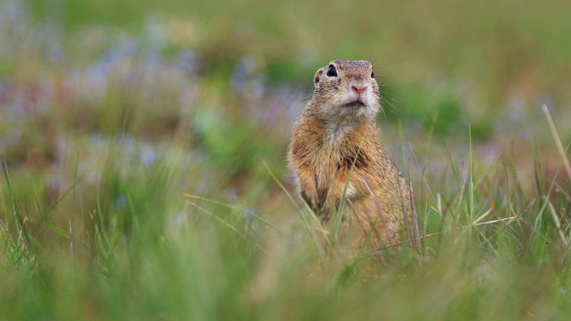prairie dog, animal, grass, blur, wildlife, 4k