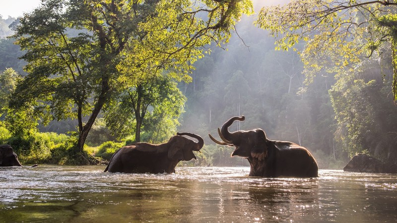 elephant, Thailand, trees, sun rays, river, nature, plants