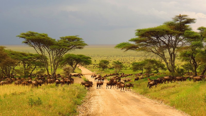 nature, animals, Serengeti, Tanzania, path, grass, trees, Wildebeest