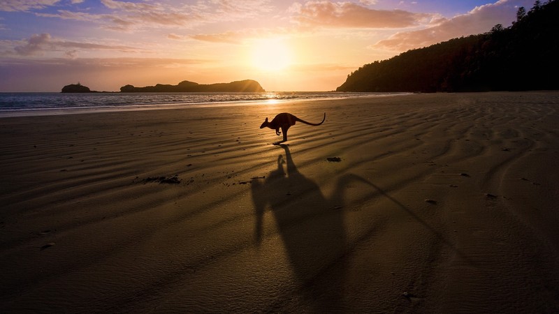 kangaroos, sunrise, beach, Queensland, Australia, sand, Sun, horizon, trees