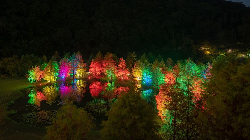 trees, pond, illumination, backlight, colorful, night, 4k