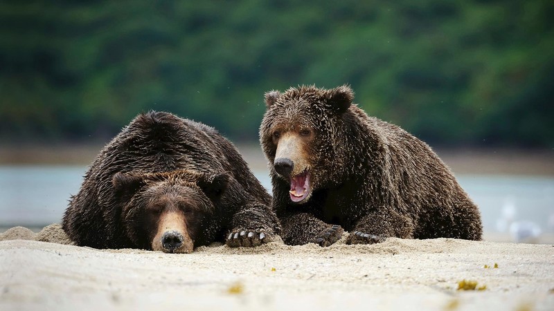 animals, mammals, bears