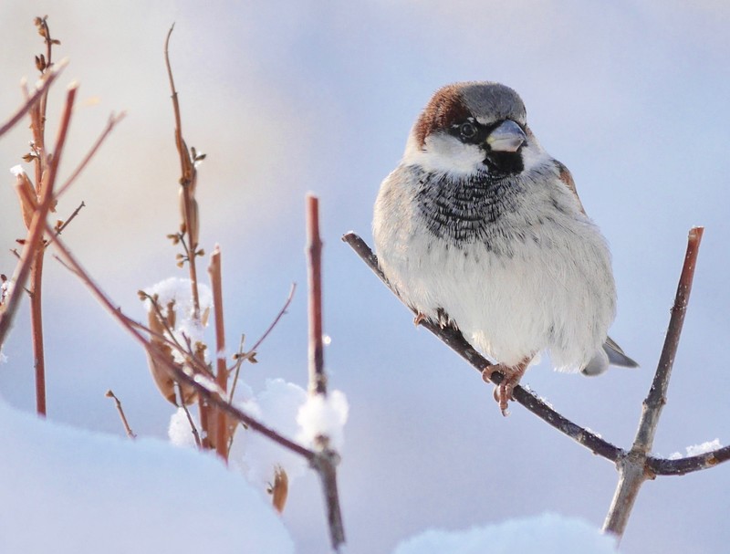 snow, winter, animals