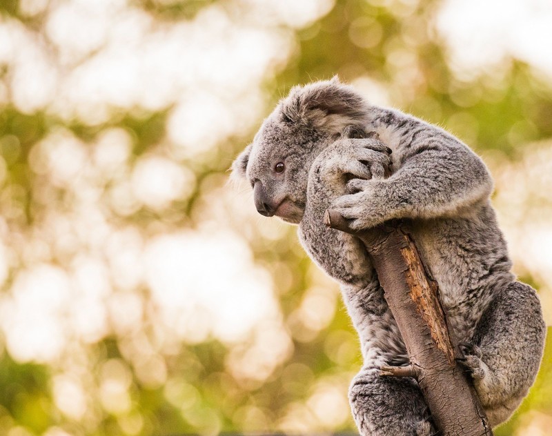 koalas, animals, mammals