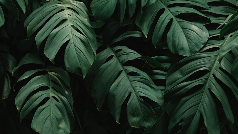 leaves, plant, green, dark, vegetation, 4k