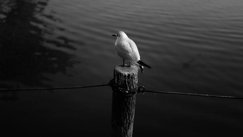 seagull, bird, bw, water, 4k