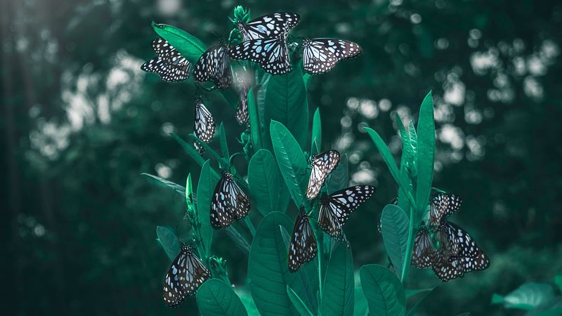 butterflies, leaves, plant, blur, 4k