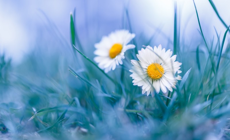 daisies, flowers, plants, white flowers