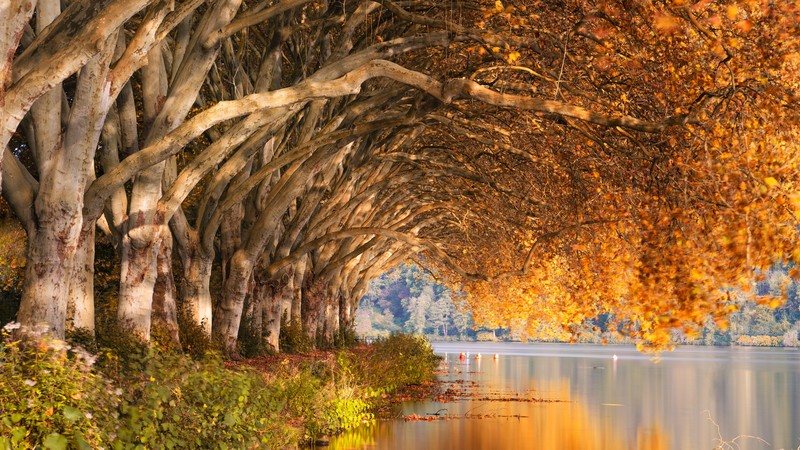 fall, trees, landscape, photography, nature
