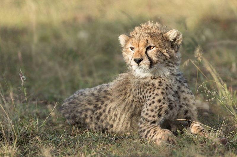 animals, big cats, mammals, Gepard (Animal)