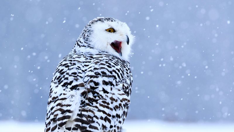 owl, white owl, polar owl, bird, snow, winter, 4k