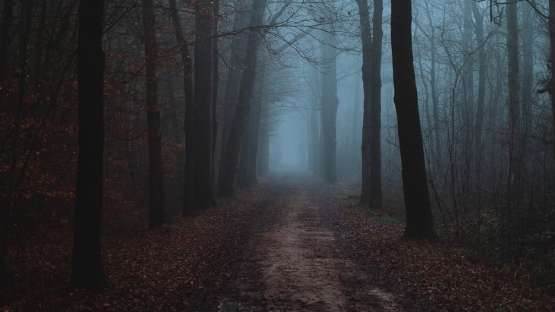 forest, mist, trees, path, leaves, fall, nature, outdoors