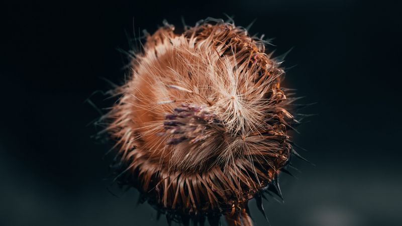 flower, fluff, macro, stem, 4k