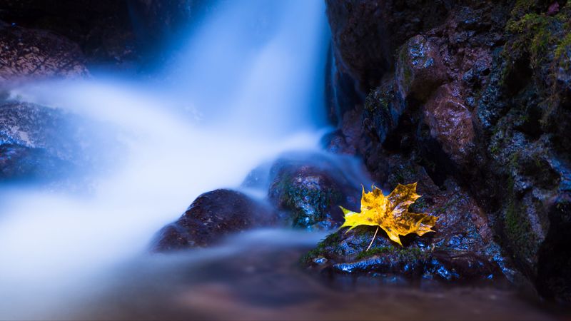leaf, maple, water, autumn, stones, 4k