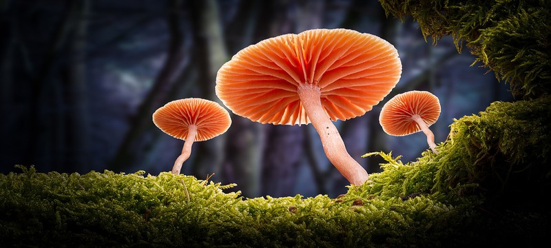 mushroom, forest, plants, nature, green