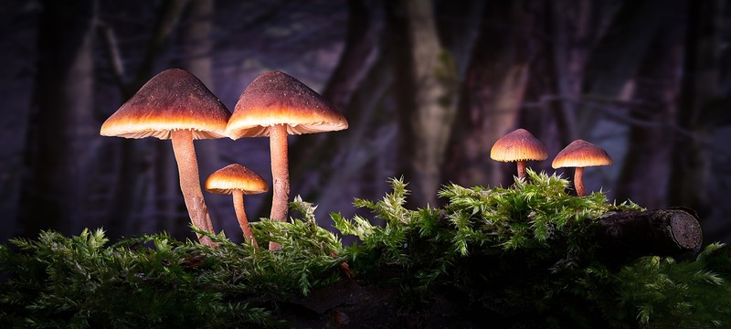 mushroom, forest, plants, nature, green