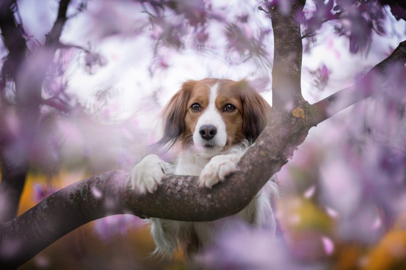 purple, outdoors, dog, branch, animals, mammals