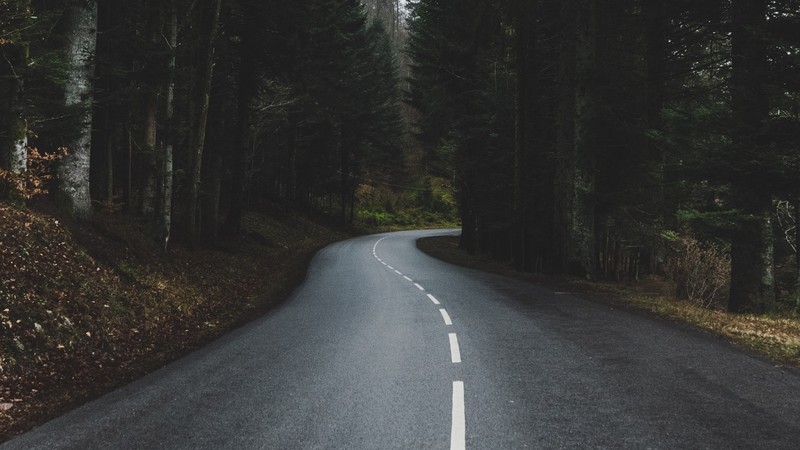 landscape, nature, forest, road, wet road