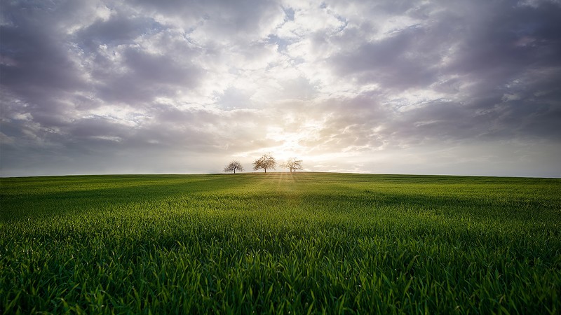 trees, green, grass, nature, field, steppe, landscape