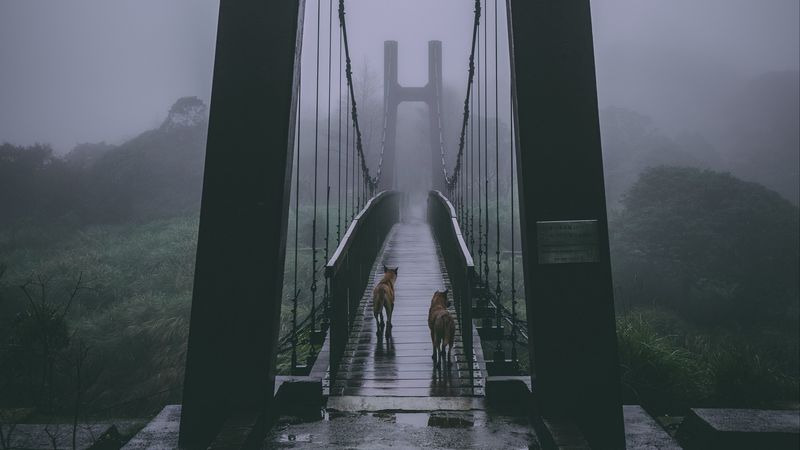 bridge, fog, dogs, overcast, 4k