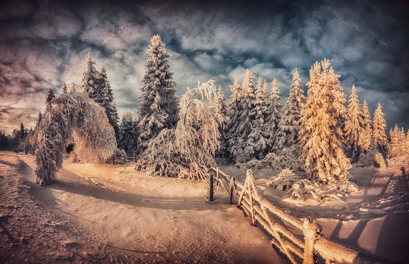 DXO NIK, Photoshop, winter, cold, snow, nature, trees