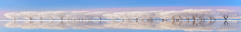 nature, landscape, water, trees, snow, cold, daylight, white, reflection