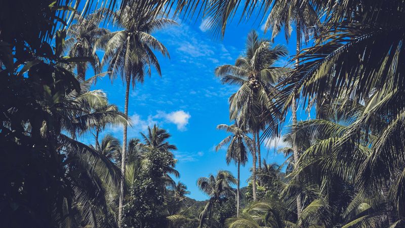 palm trees, branches, leaves, sky, clouds, tropics, 4k