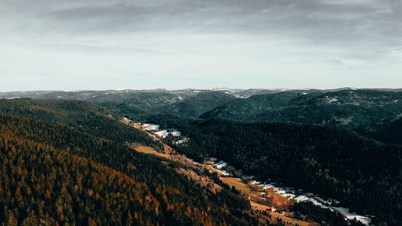forest, trees, aerial view, autumn, sky, 4k