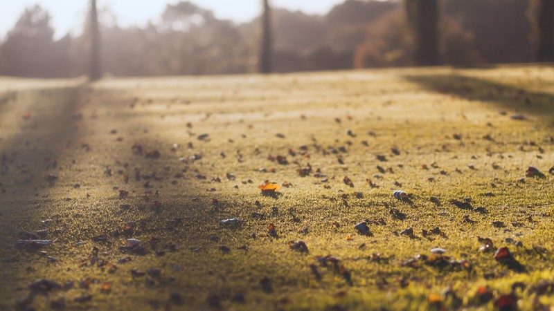 nature, leaves, fall, grass