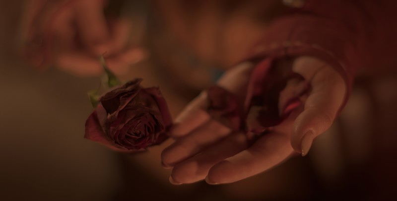 petals, rose, The Witcher, cosplay, medieval, Triss Merigold, flowers, plants, hands