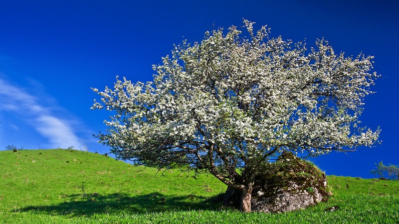 herb, nature, landscape, trees, plants, grass, outdoors