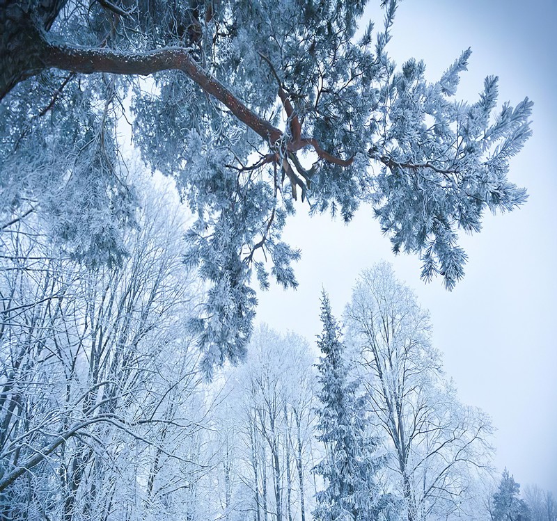 winter, forest, cold, snow, branch, white, wood, nature, low-angle