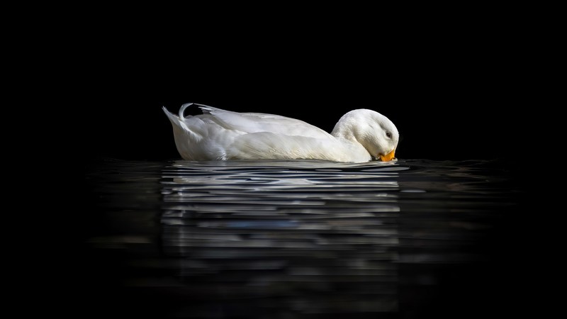 swan, black, minimalism, water, dark, animals, birds