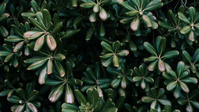plant, leaves, green, flowers, vegetation, 4k