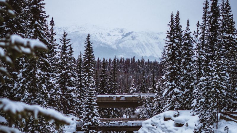 mountains, trees, snow, winter, landscape, 4k