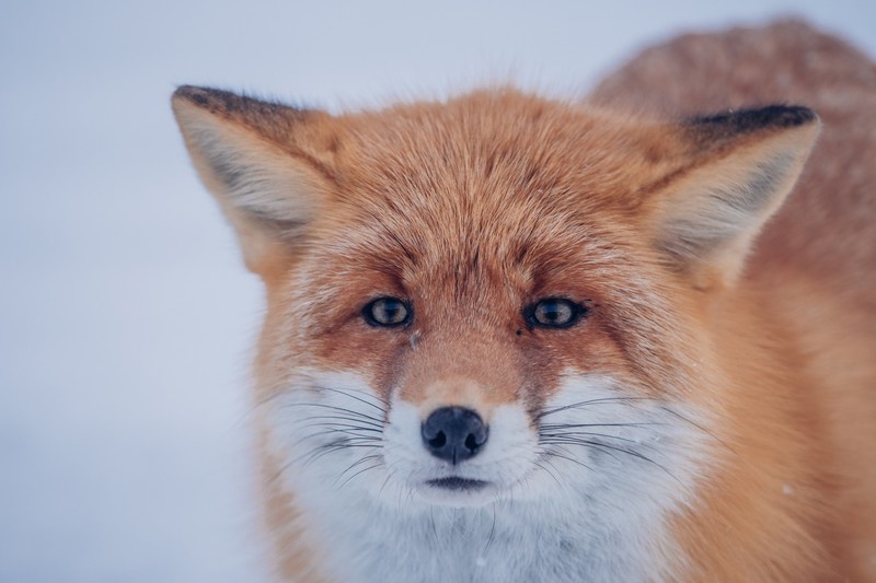 snow, animals, fox, mammals