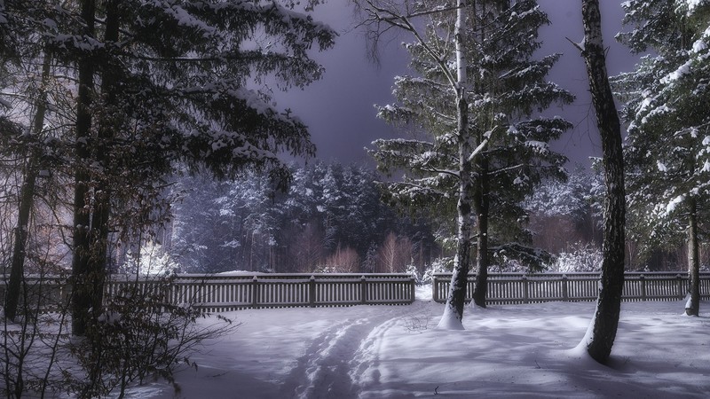winter, cold, trees, outdoors, snow
