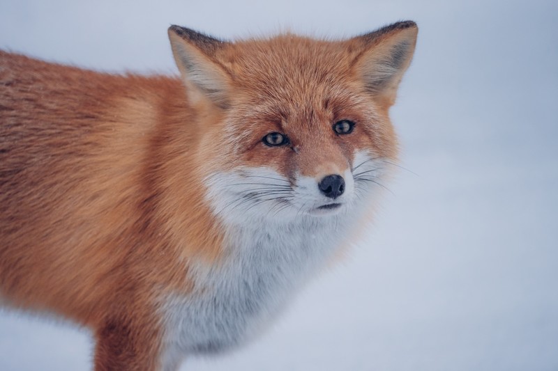 snow, animals, mammals, fox