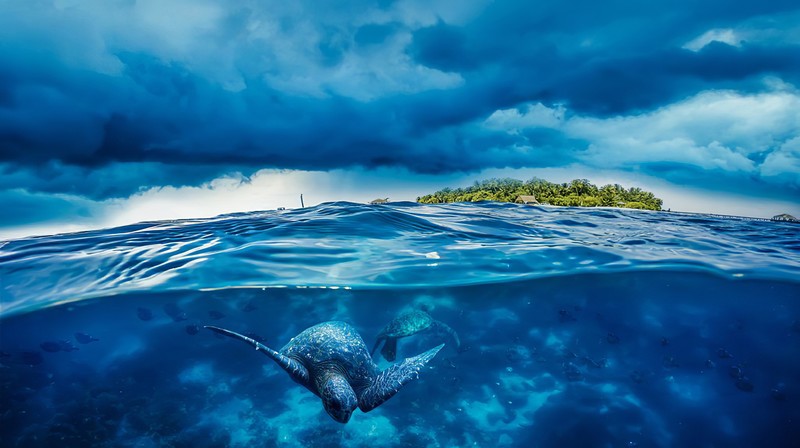 turtle, nature, clouds, daylight, sea, island, underwater, animals, sky, water