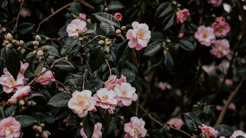 geranium, flowers, bush, flowering, leaves, branches, 4k