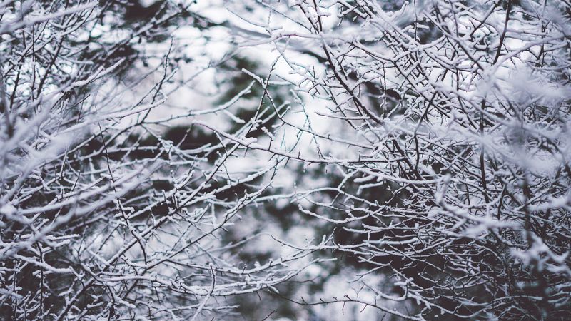 branches, frost, snow, fog, blur, 4k
