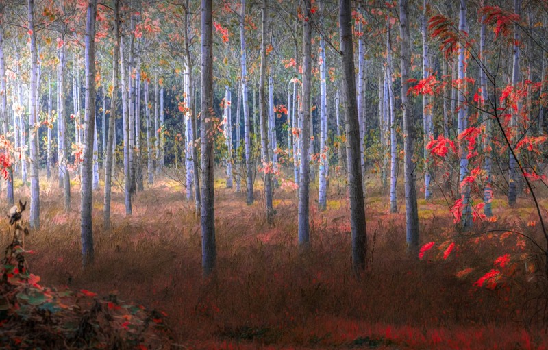 nature, trees, plants, fall, Italy