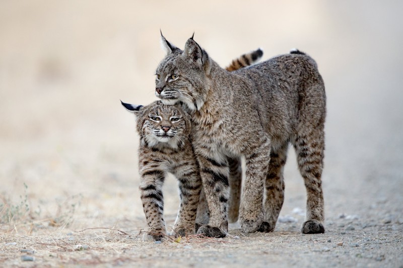 animals, big cats, mammals, lynx