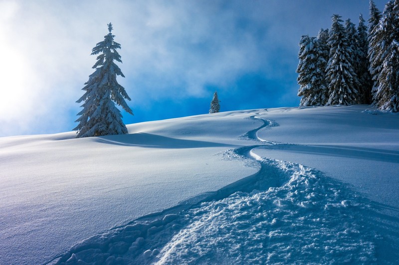German, Berchtesgaden National Park, trees, nature, snow, winter, blue