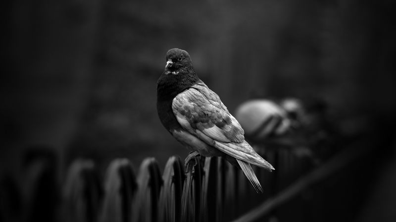 dove, pigeon, bw, bird, fence, 4k