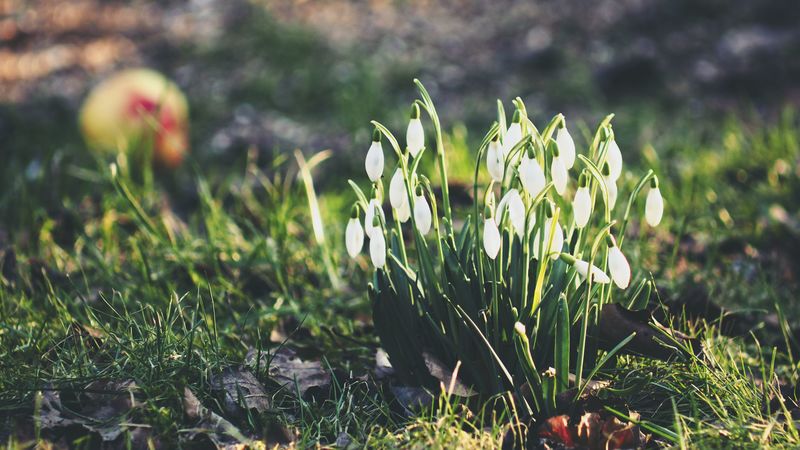 snowdrops, flowers, flowering, foliage, 4k