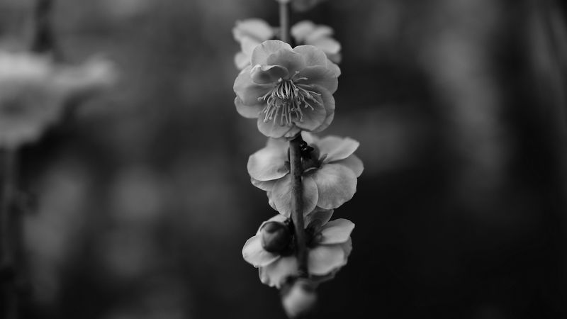 flower, macro, bw, flowering, branch, spring, 4k