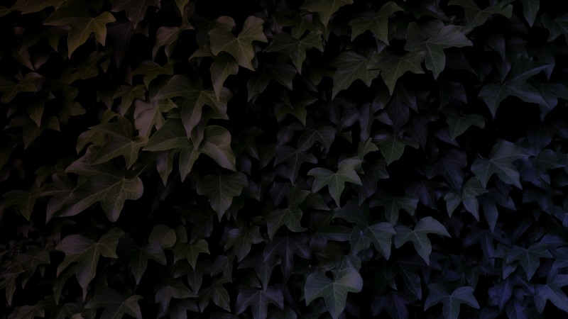 leaves, dark, shadow, gradient, blue, red, black, branch, trees, green, park